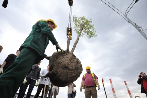 Москвичи выбрали деревья для озеленения придомовых территорий