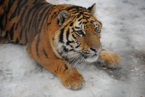 Фото: Александр Кожохин, "Вечерняя Москва"