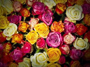 К 30 июня городские объекты украсят цветами и букетами в преддверии праздника роз. Фото: pixabay.com