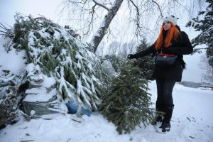 Открылись пункты утилизации новогодних деревьев. Фото: «Вечерняя Москва»