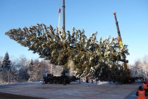 Москвичи уже сдали более 2,6 деревьев в рамках акции «Елочный круговорот». Фото: Павел Волков, «Вечерняя Москва»
