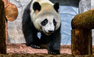 В Московском зоопарке рассказали о самочувствии панд из Китая. Фото: сайт мэра Москвы