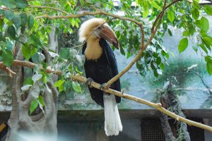 В Московском зоопарке впервые вылупился птенец папуанских калао