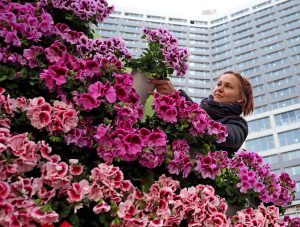 Новый Арбат украсят тысячами распустившихся цветов в этом году. Фото: архив